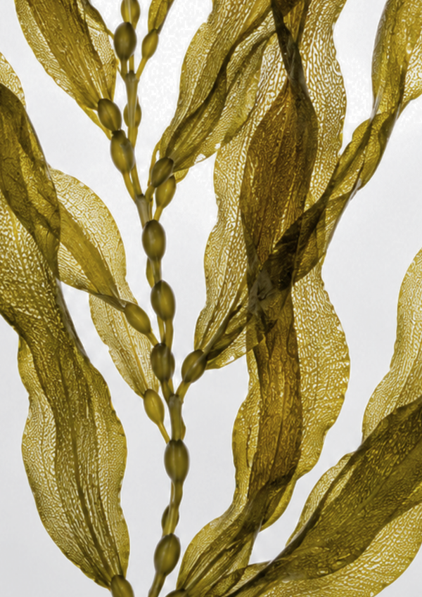 Tasmanian Sea Kelp