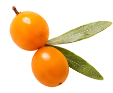 Kakadu Plum