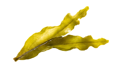 Tasmanian Sea Kelp