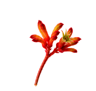 Kangaroo Paw Flower