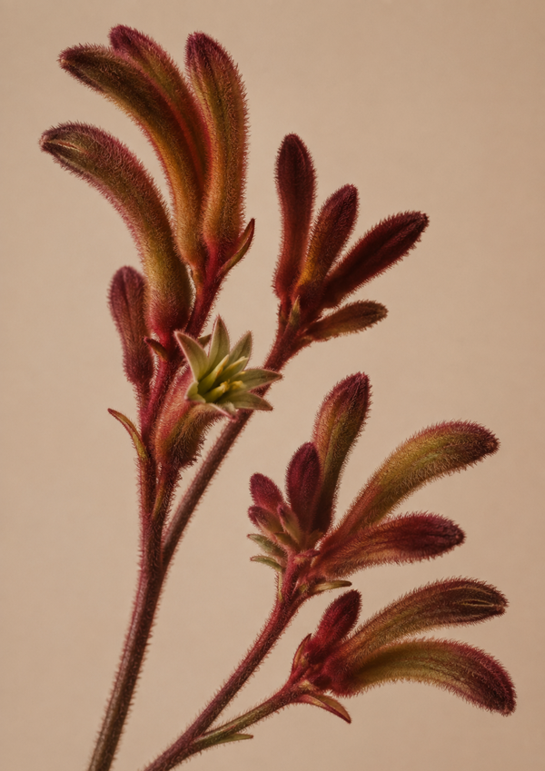 Kangaroo Paw Flower