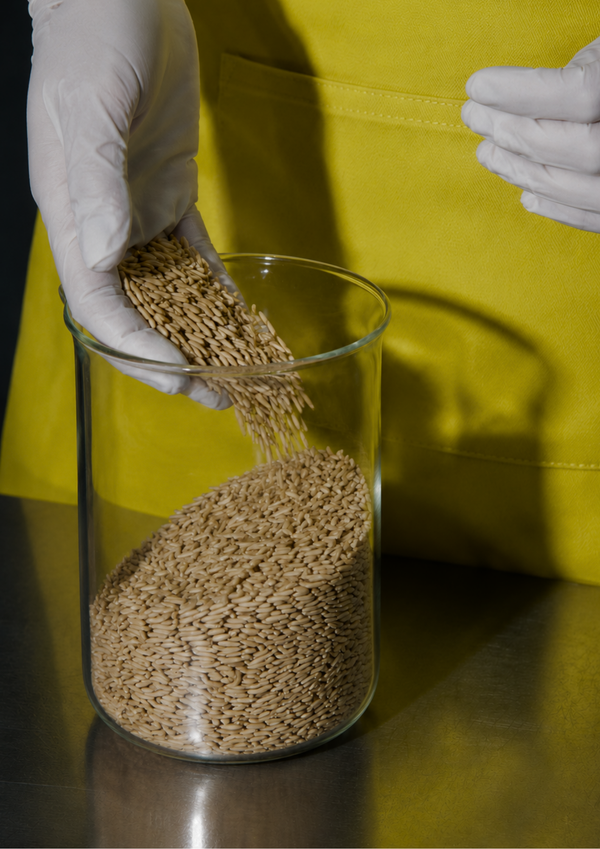 Oat Kernel